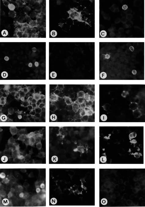 Indirect Immunofluorescence Microscopy Of Lyssavirus G Protein