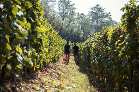 Laboratorio Alte Valli On Twitter Cantina Dellerba I Vini Dalla