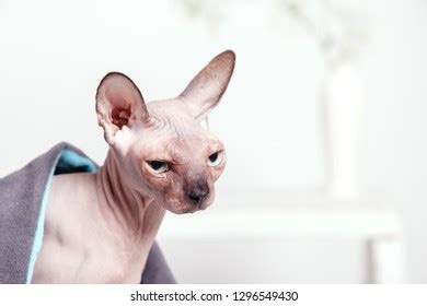 Naked Cat Breed Canadian Sphinx Sitting Stock Photo Shutterstock