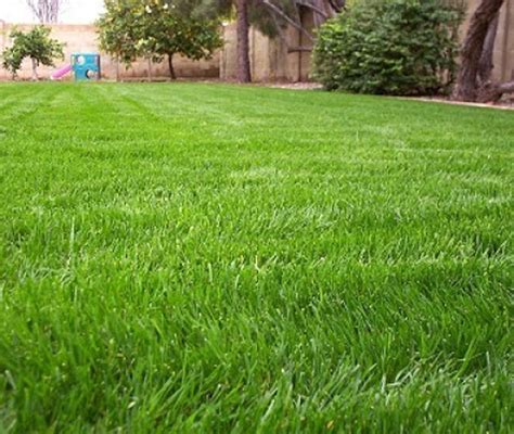 Growing Rye Grass For Cattle