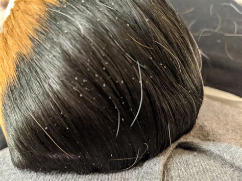 Does this look like mites? : r/guineapigs