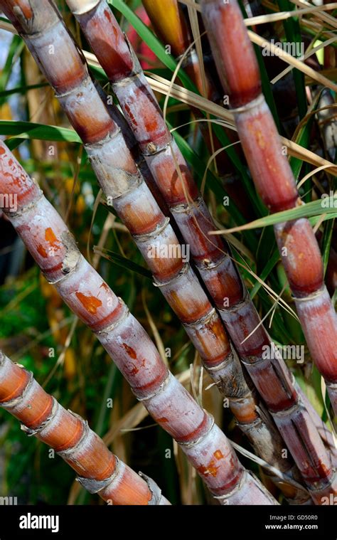 Zuckerrohr Saccharum Officinarum Stock Photo Alamy