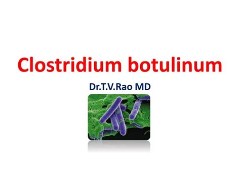 Ppt Clostridium Botulinum Drtvrao Md Powerpoint Presentation Free