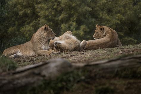 Papel de parede Árvores sai Animais natureza grama fotografia