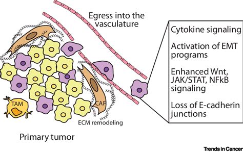 Microenvironmental Signals At The Primary Tumor Condition Invasion And Download Scientific