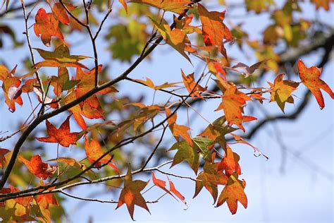 Florida Fall Foliage Photograph by Donna Kaluzniak - Pixels