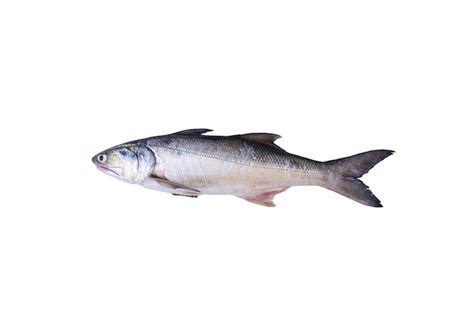 Premium Photo Fresh Fourfinger Threadfin Or White Indian Salmon Fish