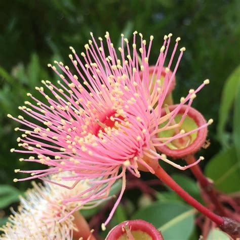 Eucalyptus - planting, pruning, and care, dealing with root suckers & more