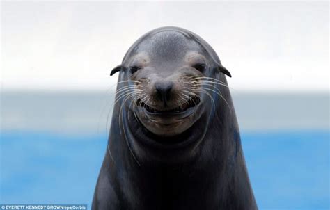 Laughing Seals Chuckling Sea Mammals That Love To Have A Laugh And