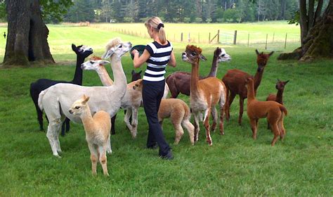 Breeding Alpacas: Try ZooEasy 30 days for free! - ZooEasy