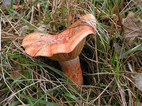 Lactarius deliciosus - Alchetron, The Free Social Encyclopedia