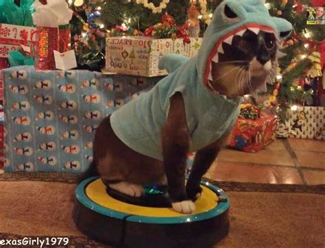 Shark Cat Rides The Roomba By The Christmas Tree Life With Cats