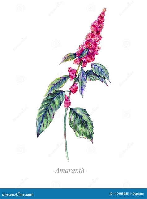 Watercolor Summer Medicinal Flowers Amaranth Plant Stock Illustration