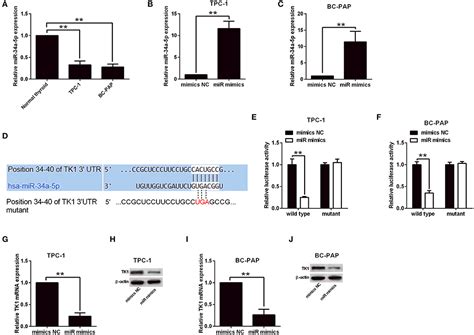 Frontiers Knockdown Of Thymidine Kinase 1 Suppresses Cell