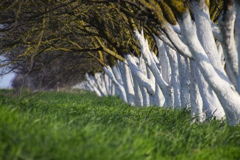 Découvrez ces astuces pour protéger vos arbres fruitiers cet hiver