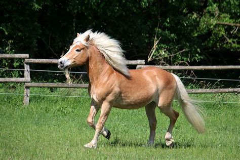 Haflinger Horse Breed Profile