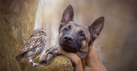 Une photographe immortalise la tendre amitié entre son chien et un