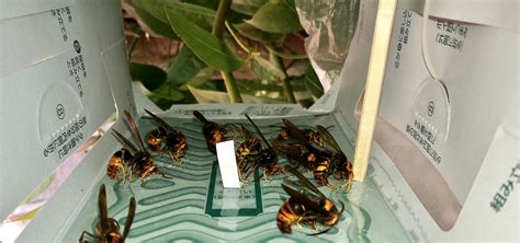 Luring Hornets Scientists Unlock Sex Pheromone Of Notorious Honey Bee Predator