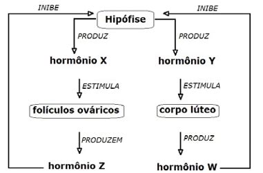 Questão A ilustração acima representa o processo de retroalimentação