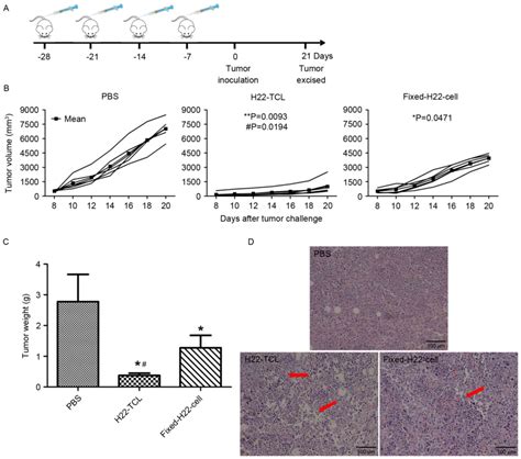 In Vivo Antitumor Activity Evaluation Of Cancer Vaccines Prepared By