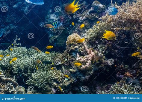 School Of Coral Fishes In A Shallow Coral Reef Stock Image Image Of