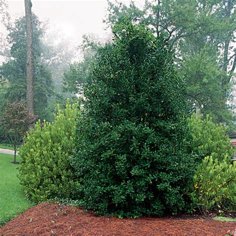 How to Prune Hollies - Fine Gardening