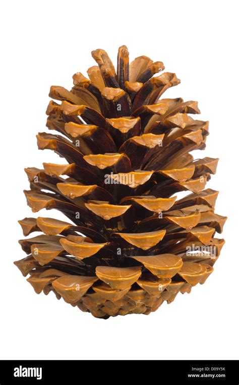 Cone shaped tree Cut Out Stock Images & Pictures - Alamy