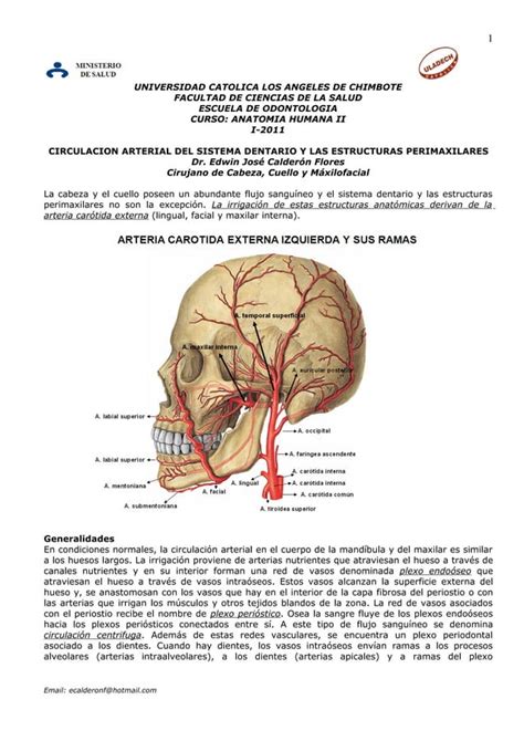 CIRCULACION ARTERIAL Y VENOSA DEL SISTEMA DENTARIO Y ESTRUCTURAS