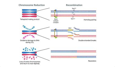 Molecular Components Of Parasexual Reproduction Three Genes Have Download Scientific Diagram