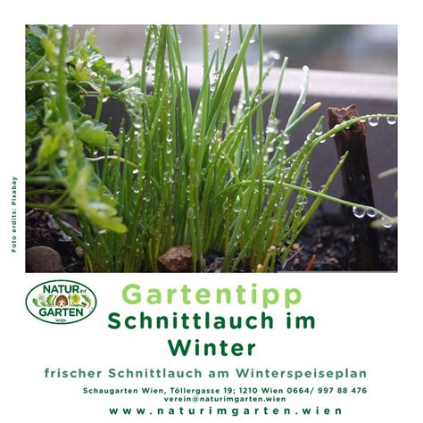 Gartentipp Von Natur Im Garten Wien Schnittlauch Auch Im Winter Frisch