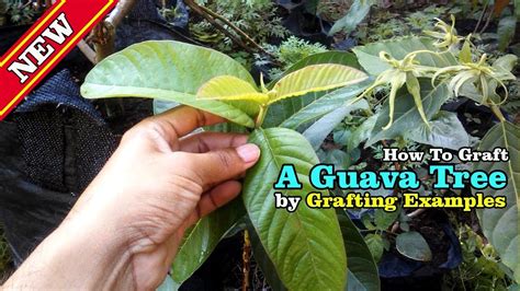 How To Graft A Guava Tree Tutorial By Grafting Examples Youtube