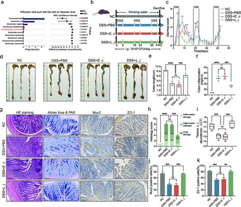 L Johnsonii Relieved DSS Induced Colitis And Maintained Intestinal