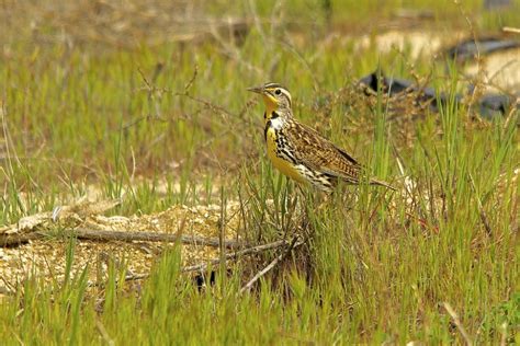 Western Meadowlark Salt Spring Conservancy