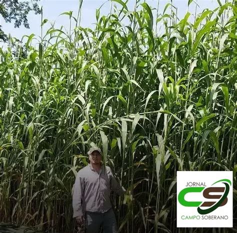 Venda De Sementes De Mega Sorgo Santa Elisa Para Silagem Em Uruburetama