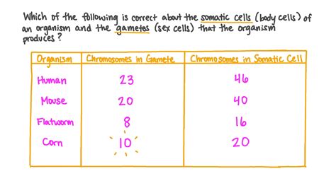 A Human Somatic Cell Has How Many Chromosomes Giovanna Has Fletcher