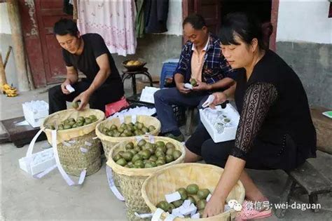 美食愛好者，大關藏在深山裡的珍品，原生態高山紅心獼猴桃熟了，你還等什麼？ 每日頭條