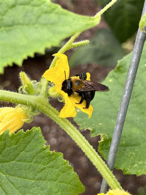 what kind of bee is pollinating my cucumbers? : r/bees