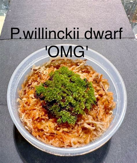 Yahoo P Willinckii Dwarf Omg