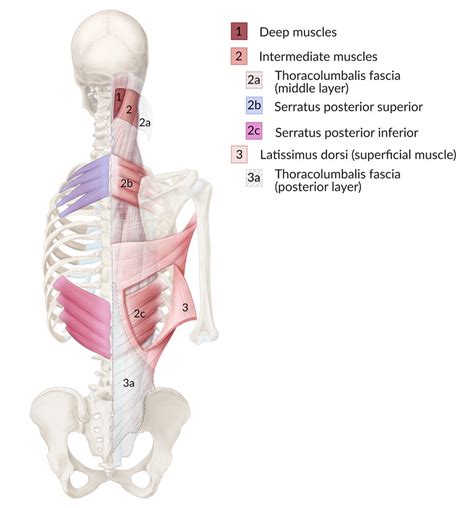 Intermediate Muscles Of The Back