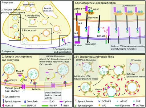 Molecular Players Of Presynaptic Function Presynaptic Formation And