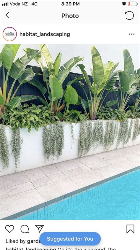 58 Best Tropical Pool Landscaping Tricks To Save Right Now | Tropical ...