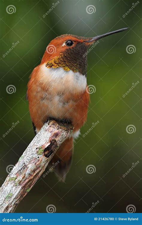 Rufous Hummingbird Selasphorus Rufus Stock Photo Image Of