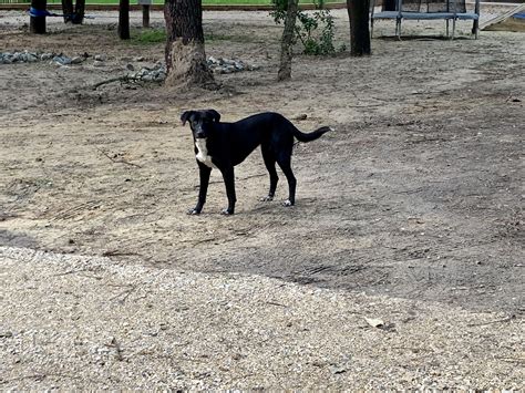 Cadela Desaparecida Na Passagem De Ano No Seixal Foi Encontrada No