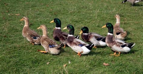 Duck vs Goose: 5 Key Differences for These Birds! - A-Z Animals