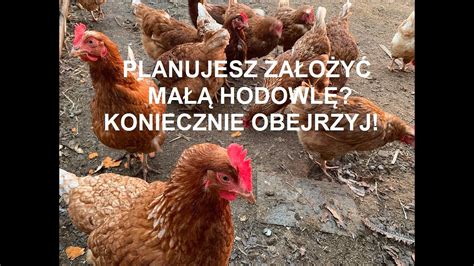 Odcinek 856 MASZ MYŚLISZ LUB PLANUJESZ ZAŁOŻYĆ HODOWLĘ KUR JAK ZACZĄĆ