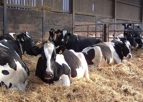 Dairy Cows And Their Newborn Calves