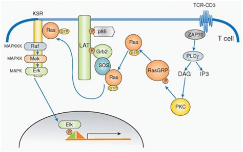 Mechanisms Of T Lymphocyte Signaling And Activation Oncohema Key