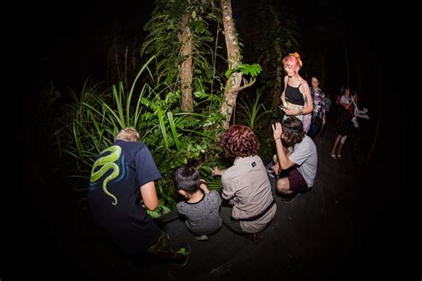 Cairns Night Walk In Cairns Botanic Gardens Getyourguide