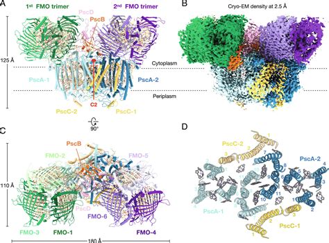 Cryo Em Structure Of The Whole Photosynthetic Reaction Center Apparatus