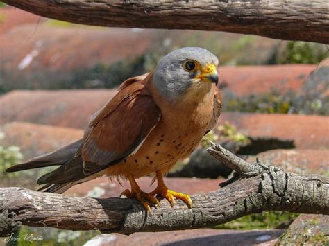 Cernícalo primilla Lesser Kestrel Falco naumanni Flickr